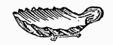 Escaloped Shell