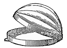 Melon Mould