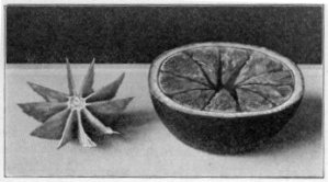 Prepared grapefruit